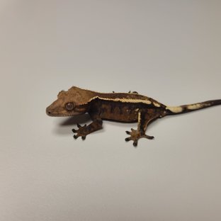 다크 텐저린 세이블 화이트핀 화이트포트홀