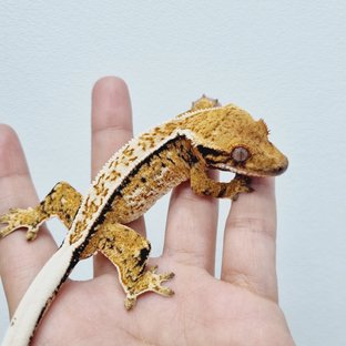 라곤