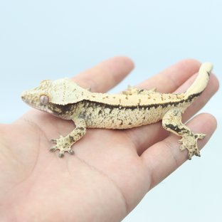 논릴리