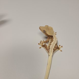 트라이 릴리화이트