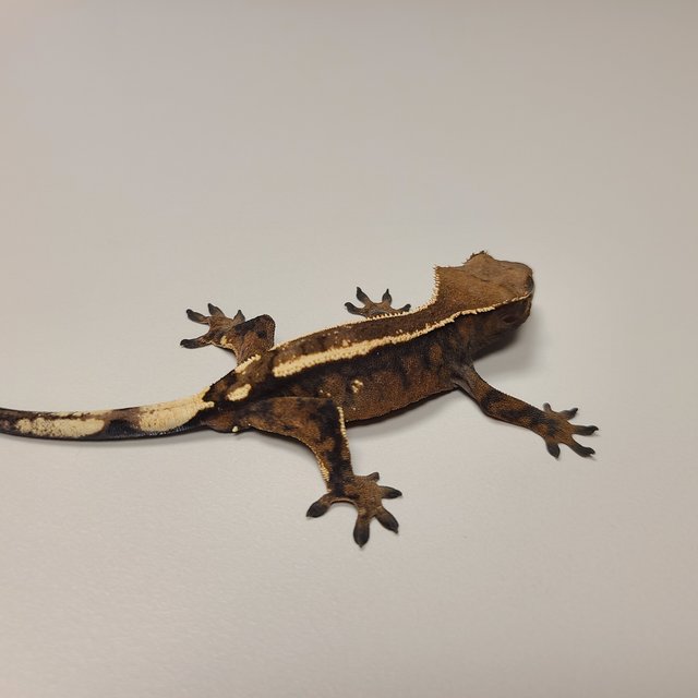 다크 텐저린 세이블 화이트핀 화이트포트홀