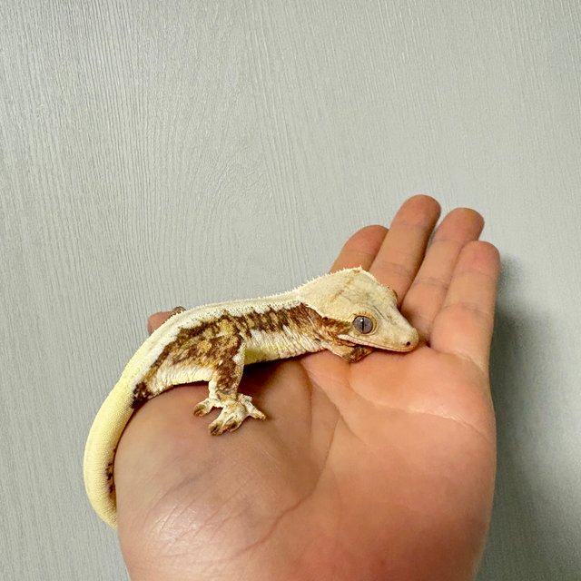 트라이 릴리화이트