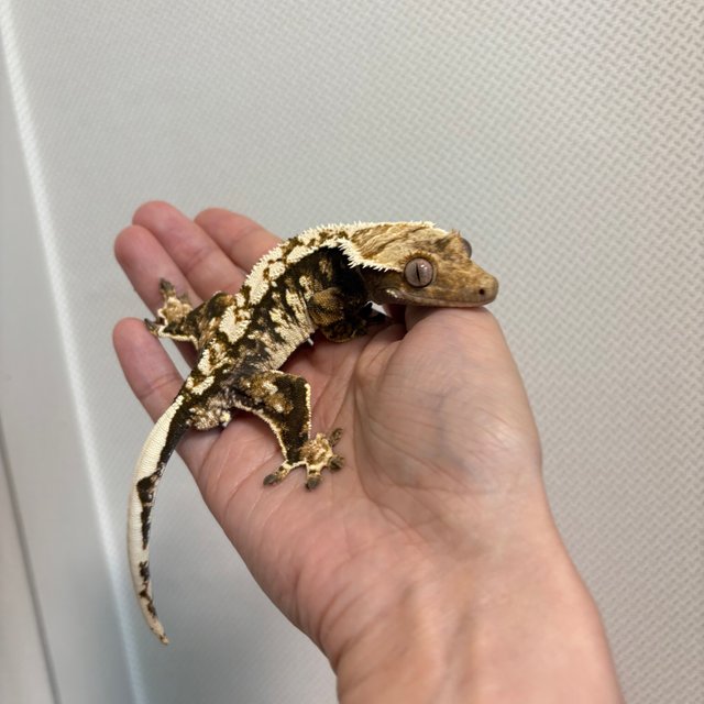 노멀 트라이 익스트림할리퀸 화이트핀