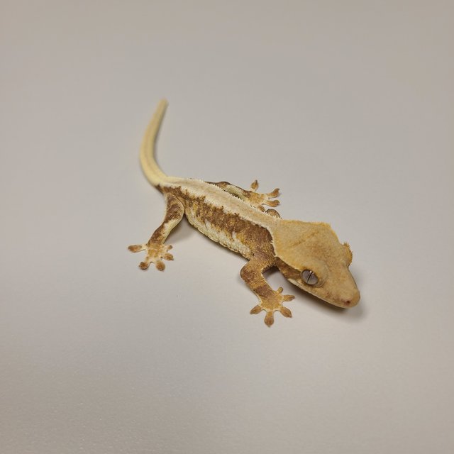 트라이 릴리화이트