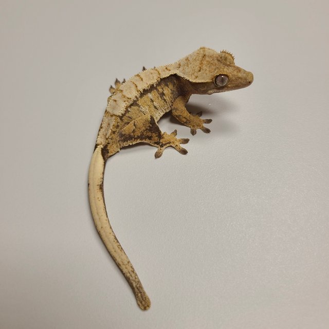 노멀 트라이 드리피 화이트스팟 화이트포트홀