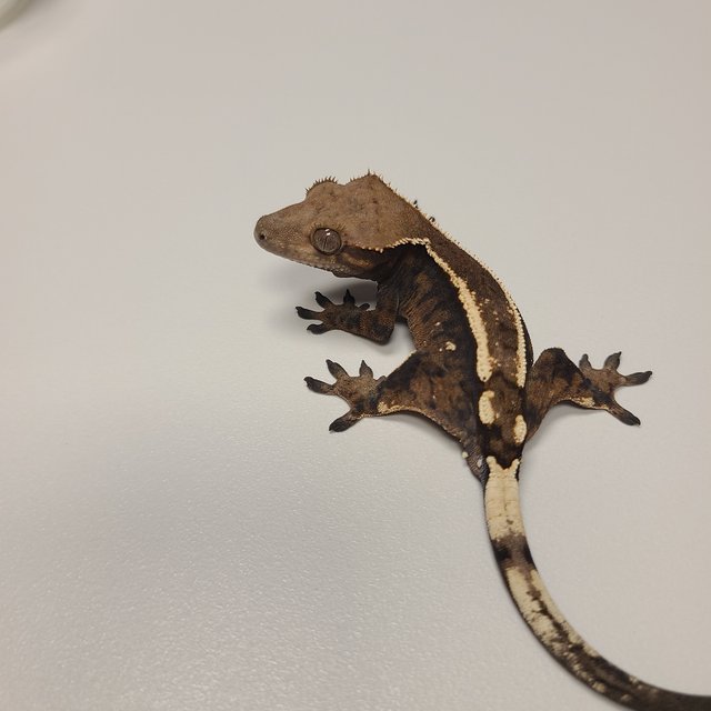 다크 텐저린 세이블 화이트핀 화이트포트홀