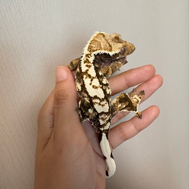 노멀 트라이 익스트림할리퀸 화이트핀