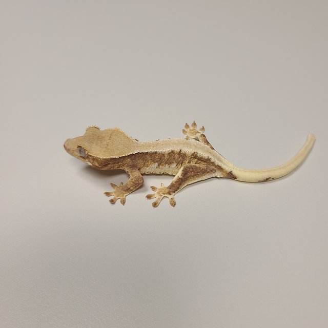 트라이 릴리화이트