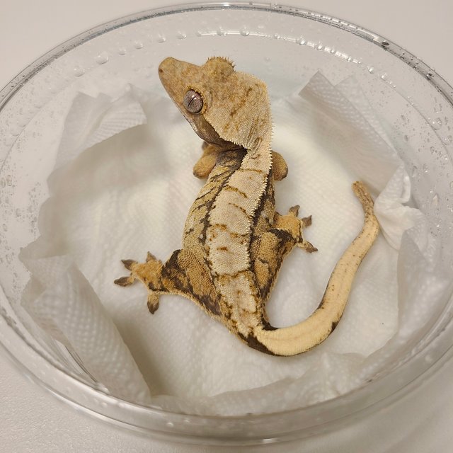 노멀 트라이 드리피 화이트스팟 화이트포트홀