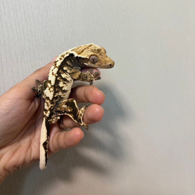 노멀 트라이 익스트림할리퀸 화이트핀