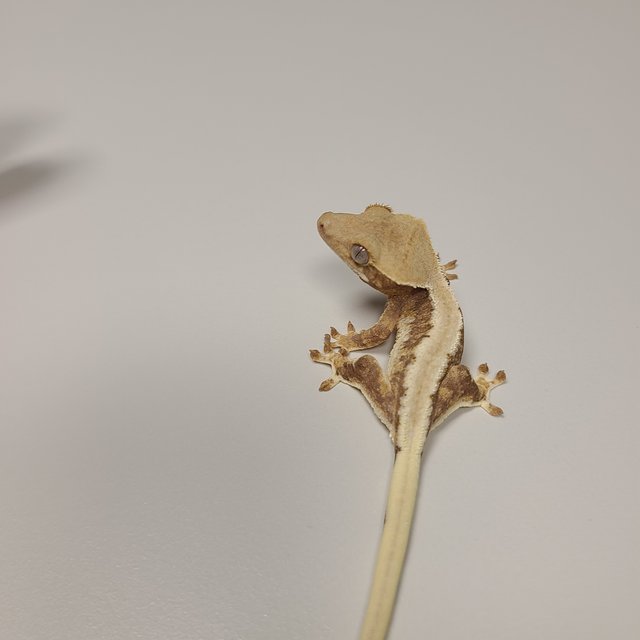 트라이 릴리화이트