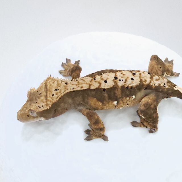 플레임