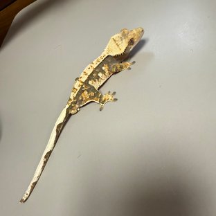 트라이 익스트림할리퀸