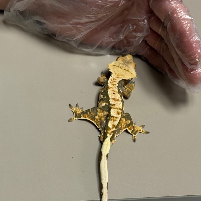 트라이 익스트림할리퀸