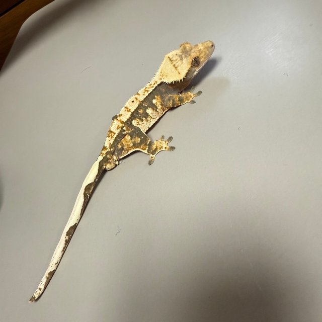 트라이 익스트림할리퀸