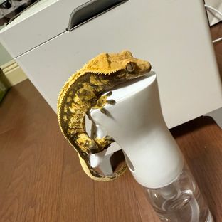 노멀 트라이
