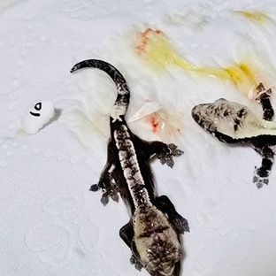 아잔틱