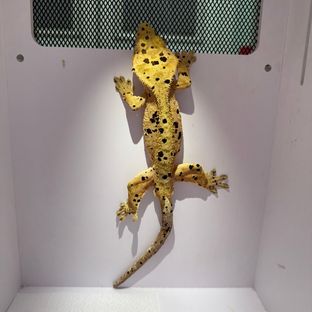 슈퍼달마시안