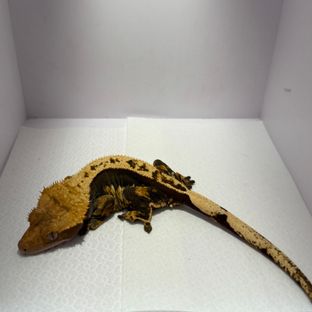 불고기