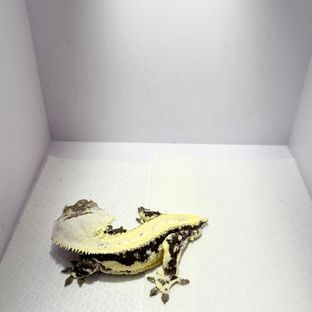 릴잔틱