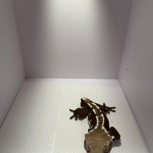 아잔틱