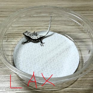 릴잔틱