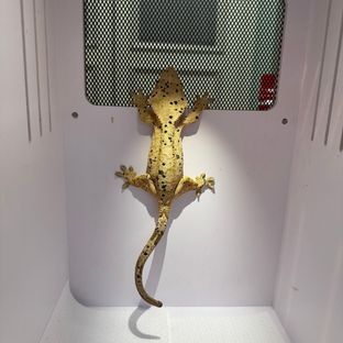 슈퍼달마시안