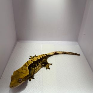 누룽지