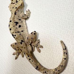 슈퍼달마시안