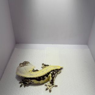 릴잔틱