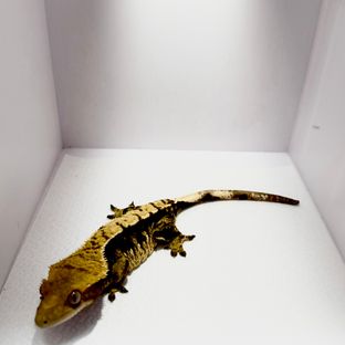 누룽지
