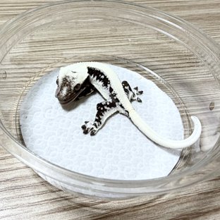 릴잔틱