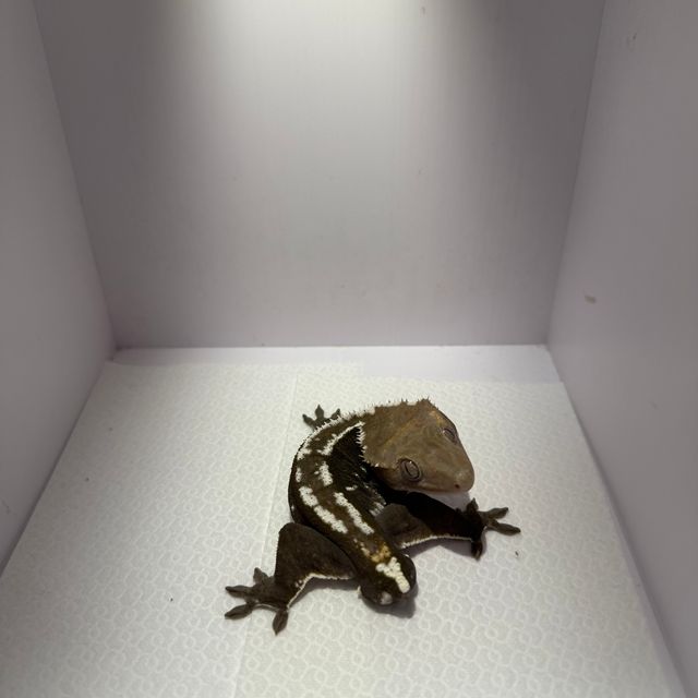 아잔틱