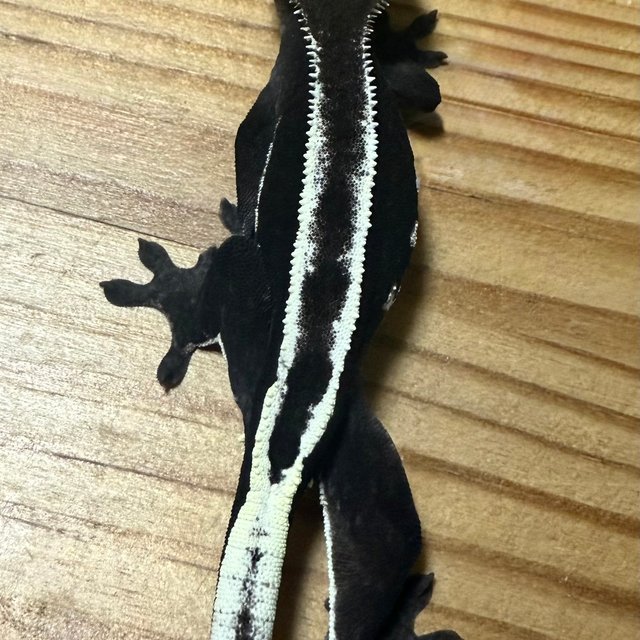 아잔틱