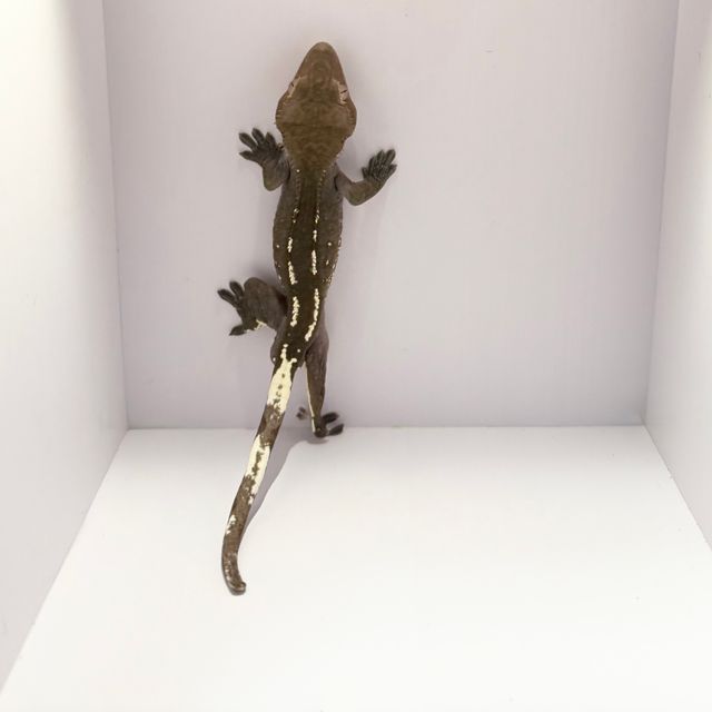 아잔틱