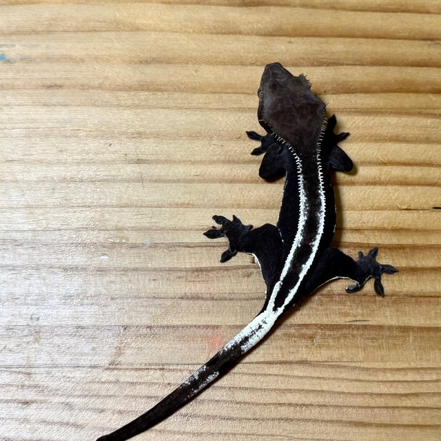 아잔틱