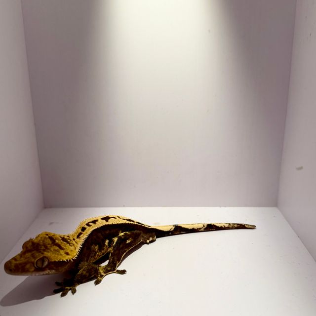 100%헷아잔틱