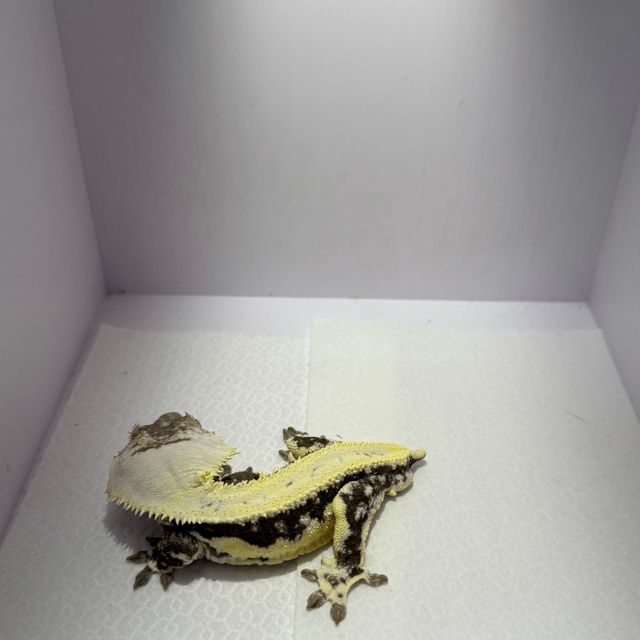 릴잔틱