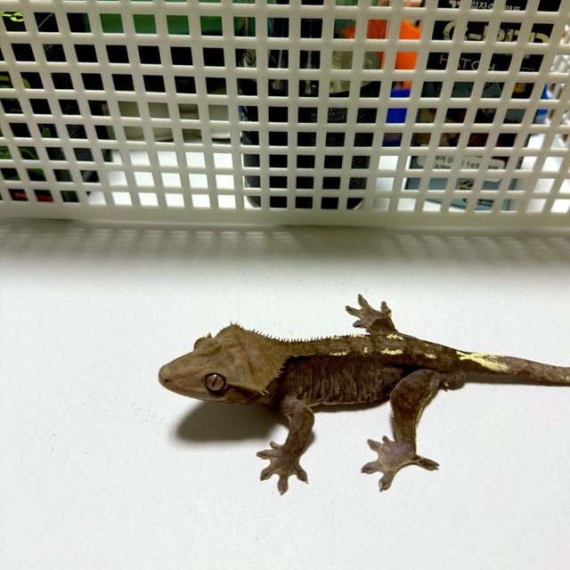 아잔틱