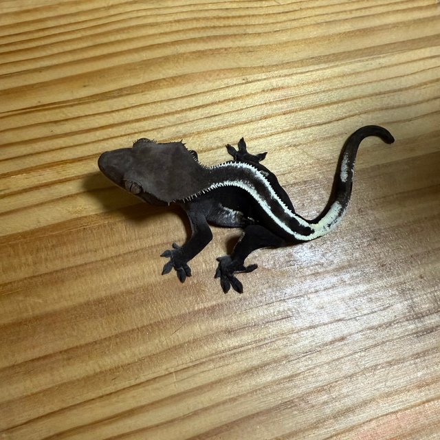 아잔틱