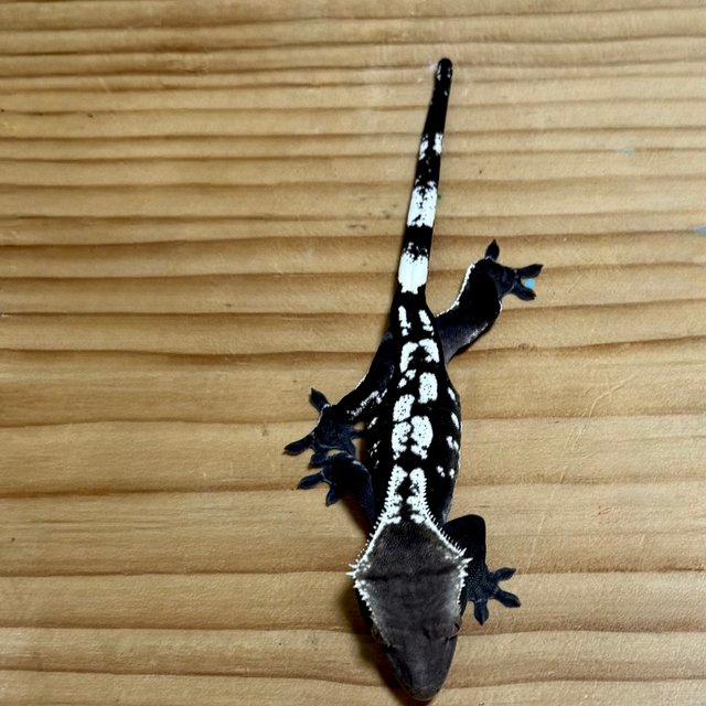 아잔틱