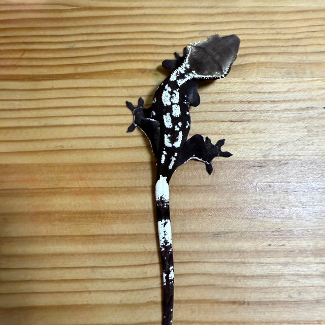 아잔틱