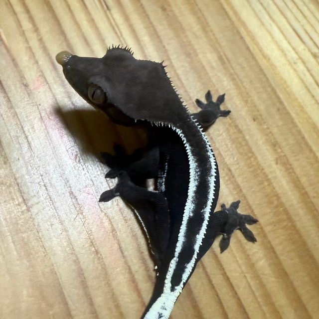 아잔틱