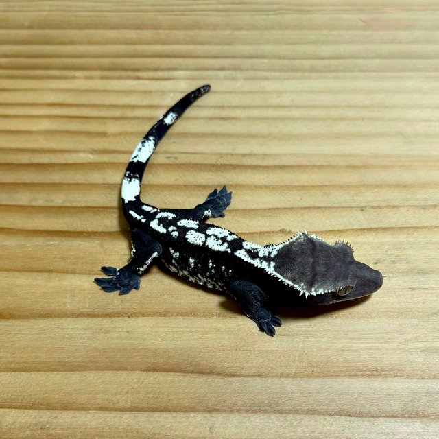아잔틱