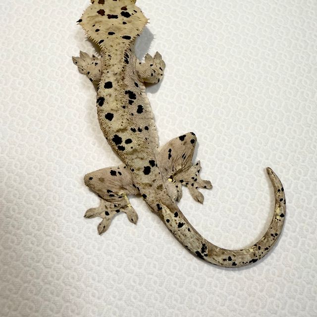 슈퍼달마시안