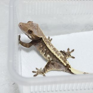 동배