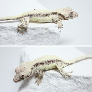 프라푸치노