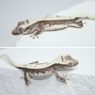 릴잔틱