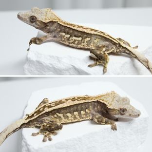 a7