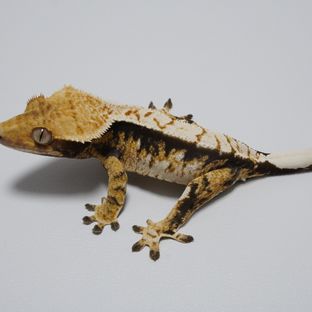 트라이